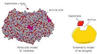 The Enzyme Catalase and How It Works [upl. by Ssitnerp]