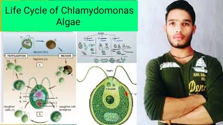 Life cycle of Chlamydomonas algae [upl. by Zoubek]