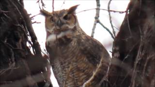 Great Horned Owl Hooting Territorial Evening Call At Sunset [upl. by Ellener933]