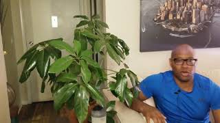 How to Take Care of That Schefflera Amate [upl. by Einnij]