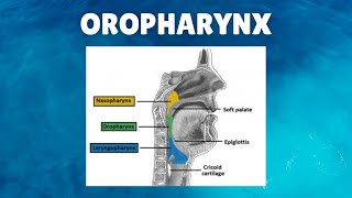 Oropharynx Anatomy  Definition Location Boundaries Lymphatics Functions [upl. by Ardelis]