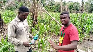 How To Apply WeedicideHerbicide In A Maize Farm [upl. by Wareing]