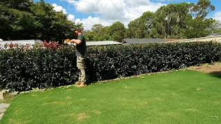 Photinia Hedge  Hedging tips [upl. by Neellok]