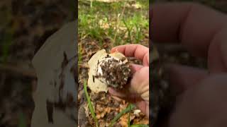 Boletus Edulis Bulgarian Nature [upl. by Hairu]