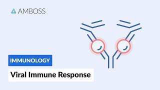 Immune Response to Viruses How the Body Reacts [upl. by Amadis40]