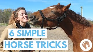 How to Teach Your Horse Tricks 6 Simple Tricks [upl. by Atsillak468]