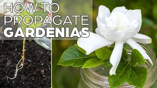 Propagating Gardenia  The Easy Method [upl. by Roht]