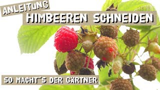 Himbeeren Schneiden  Anleitung vom Gärtner [upl. by Lachman]