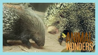 Our Two Porcupines Kemosabe amp Kizmit [upl. by Emery]