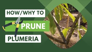 How and Why to Prune Your PlumeriaFrangipani [upl. by Wickman]