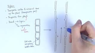 AS Biology  Transport systems in plants OCR A Chapter 91 [upl. by Norina179]