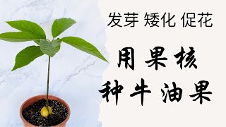 用果核种牛油果｜酪梨｜鳄梨｜水培vs土培｜如何种牛油果｜从种子开始种牛油果｜牛油果种植 [upl. by Llerud]