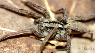 Spiders Creepy Mating Purr Recorded by Researchers [upl. by Pavier700]