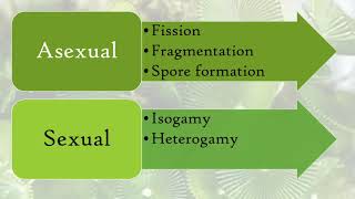 Reproduction in Algae [upl. by Yelserp]