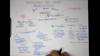 Derivados del Ácido Araquidónico Eicosanoides Prostaglandinas Leucotrienos [upl. by Ahsikahs]