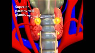 Thyroid Animation [upl. by Simpkins]