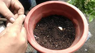 Paano Magtanim ng BawangHow to Grow Garlic with English subtitle [upl. by Merfe607]