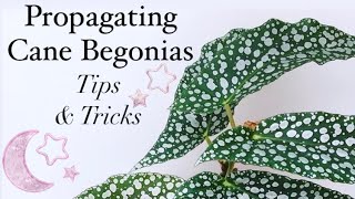 Propagating Cane Begonias  Tips amp Tricks [upl. by Atiuqcaj146]