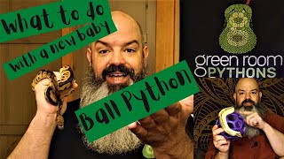 What To Do With Your New Ball Python [upl. by Jewell297]