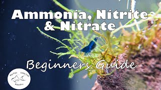 Ammonia Nitrite and Nitrate  Beginners Guide [upl. by Maryjane]