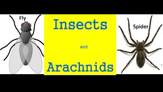 Insects and arachnids for kids  Differences And Similarities [upl. by Retsek]