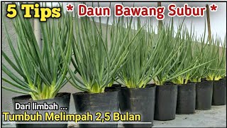 Resep DAUN BAWANG Tumbuh Subur [upl. by Alison]