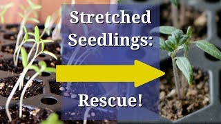 Fix Leggy Seedlings [upl. by Allemrac320]