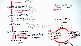 Glycogenesis [upl. by Ethelind739]