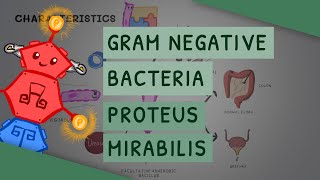 Gram Negative Bacteria Proteus Mirabilis [upl. by Eilsek]