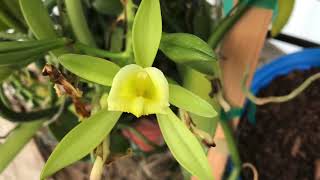 Pollinating Vanilla planifolia by hand [upl. by Rehtaeh395]