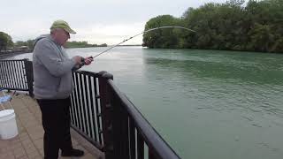 Detroit River Fishing in Ecorse [upl. by Sagerman]