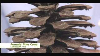 Nature Notes Female and Male Pine Cones  Longleaf Pine [upl. by Dahc]