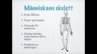 Skelett och leder [upl. by Branen]