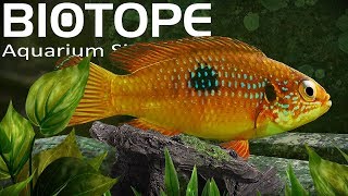 INSANELY Detailed Aquarium Simulator  Biotope Gameplay [upl. by Steven211]