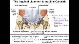 The Sacroiliac Joint Part 1  Major Ligaments amp Structures [upl. by Eellac]