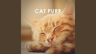 Cat Purr 1 Hour ASMR Sound for Sleep Study and Concentration [upl. by Ackerley799]