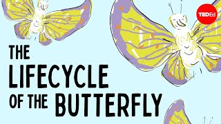 The life cycle of the butterfly  Franziska Bauer [upl. by Latif]