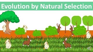 Evolution by Natural Selection updated [upl. by Leynad329]