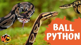 Everything You Need to Know About Ball Pythons  Beginner’s Guide [upl. by Pulchia778]