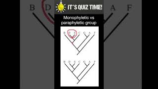 Monophyletic vs Paraphyletic groups [upl. by Burty984]