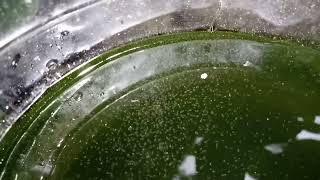 DAPHNIA MOINA CULTURE IN A SMALL BUCKET [upl. by Yalhsa878]