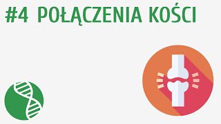 Połączenia kości 4  Układ ruchu [upl. by Verdie]