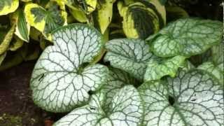 Brunnera Mr Morse and Looking Glass [upl. by Comfort]