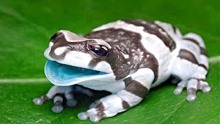 14 Strangest And Coolest Amphibians In The World [upl. by Welles]