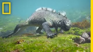 Swim Alongside a Galápagos Marine Iguana  National Geographic [upl. by Herries]