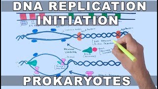 DNA Replication in Prokaryotes  Initiation [upl. by Streetman453]