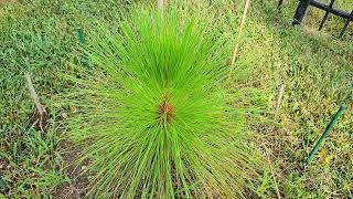 Very slow growing Longleaf Pine pinus palustris [upl. by Sirod236]