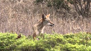 Mother Coyote Barks Distressingly Due to Presence of Dogs [upl. by Attenauqa343]