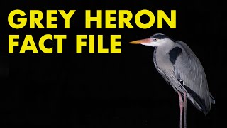 Grey Heron Fact File British Wildlife Facts [upl. by Noemad51]