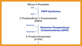 Purine Synthesis [upl. by Zeuqcaj]